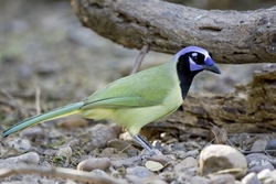 Green Jay
