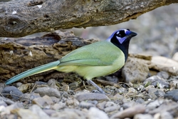 Green Jay