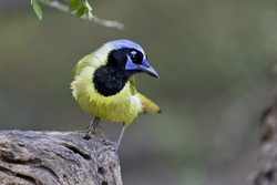 Green Jay