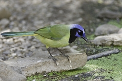 Green Jay