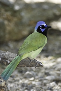 Green Jay