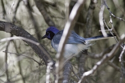 Green Jay