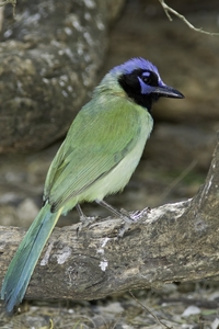 Green Jay