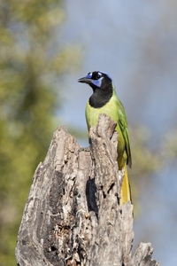 Green Jay