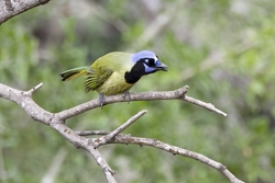Green Jay