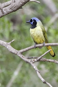 Green Jay