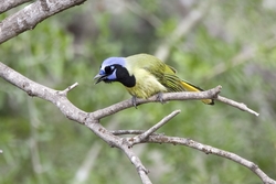 Green Jay