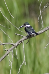 Green Kingfisher