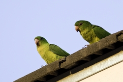 Green Parakeet