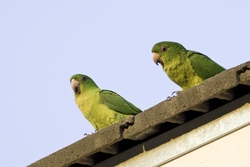 Green Parakeet