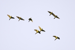 Green Parakeet
