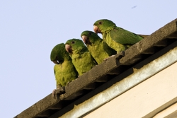 Green Parakeet