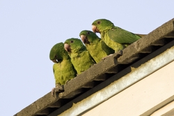 Green Parakeet