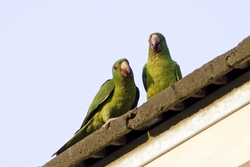 Green Parakeet