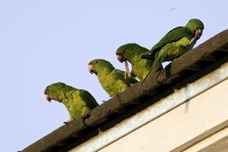 Green Parakeet
