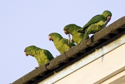 Green Parakeet