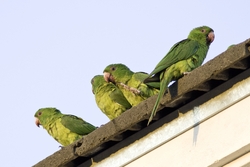 Green Parakeet