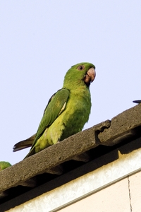 Green Parakeet