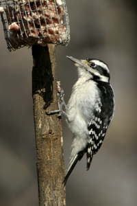 Hairy Woodpecker