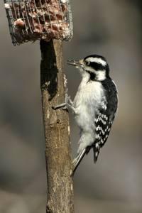 Hairy Woodpecker