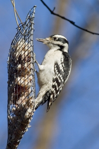 Hairy Woodpecker