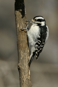 Hairy Woodpecker