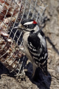 Hairy Woodpecker