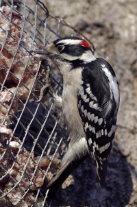 Hairy Woodpecker