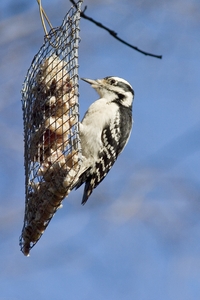 Hairy Woodpecker