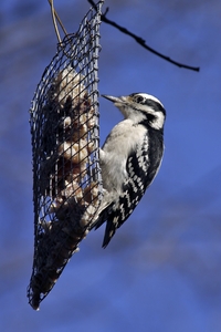 Hairy Woodpecker