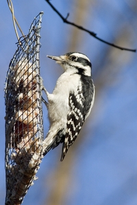 Hairy Woodpecker