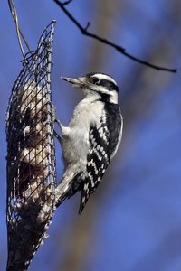 Hairy Woodpecker