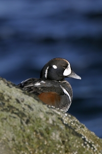 Harlequin Duck