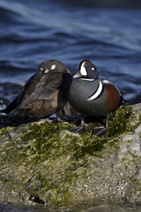 Harlequin Duck