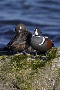 Harlequin Duck