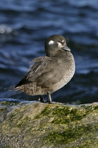 Harlequin Duck