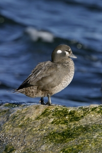 Harlequin Duck