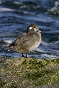 Harlequin Duck