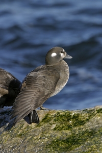 Harlequin Duck