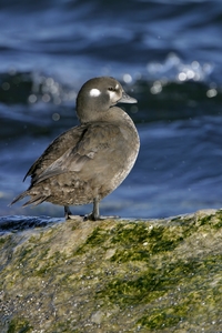 Harlequin Duck