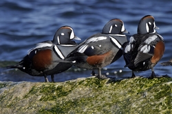 Harlequin Duck