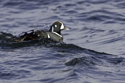 Harlequin Duck