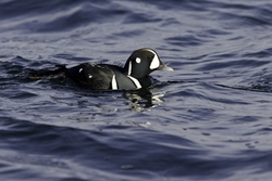 Harlequin Duck