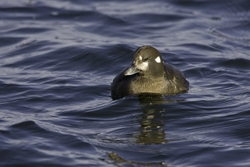 Harlequin Duck