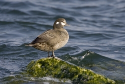 Harlequin Duck