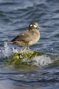 Harlequin Duck