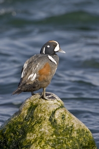 Harlequin Duck