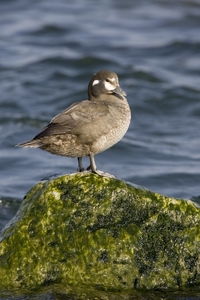 Harlequin Duck