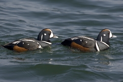 Harlequin Duck