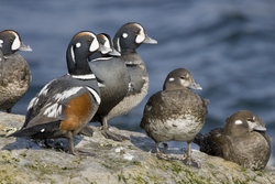Harlequin Duck
